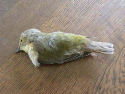 小鳥死在陽台